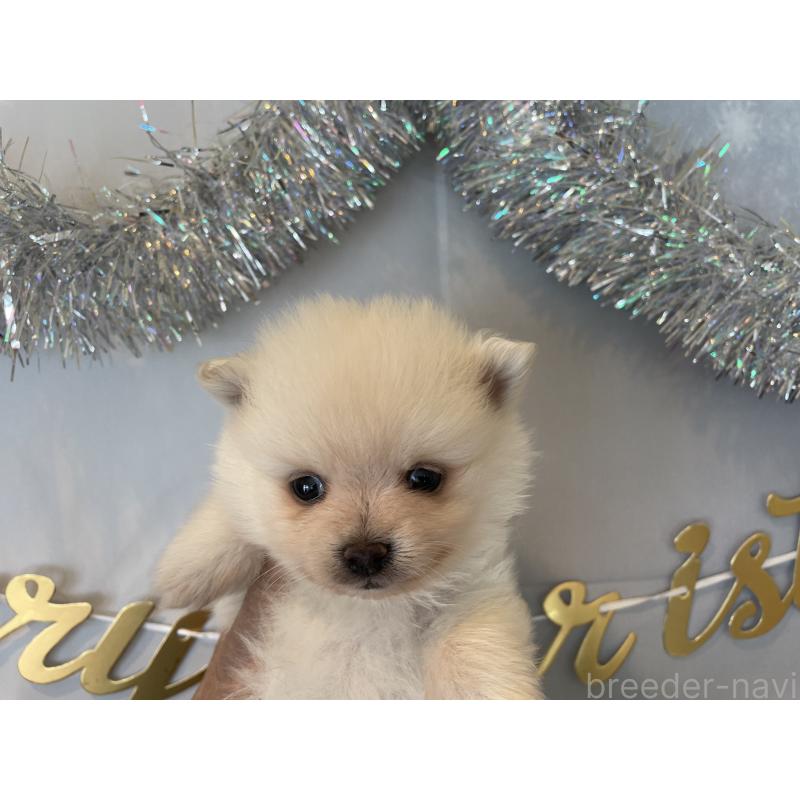 販売中の北海道のポメラニアン-427996の3枚目