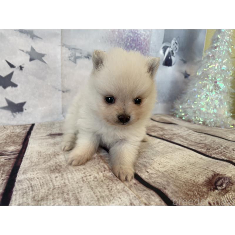 販売中の北海道のポメラニアン-427996の2枚目