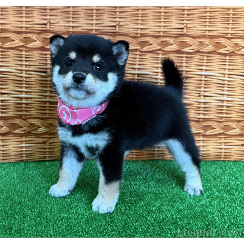 販売中の神奈川県の豆柴-427997の1枚目