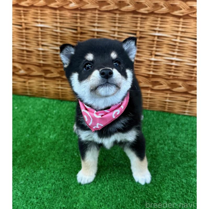 販売中の神奈川県の豆柴-427997の4枚目