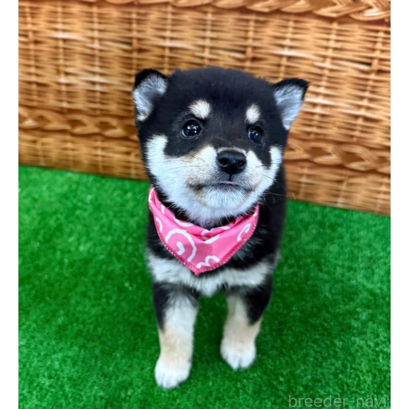 販売中の神奈川県の豆柴-427997の3枚目