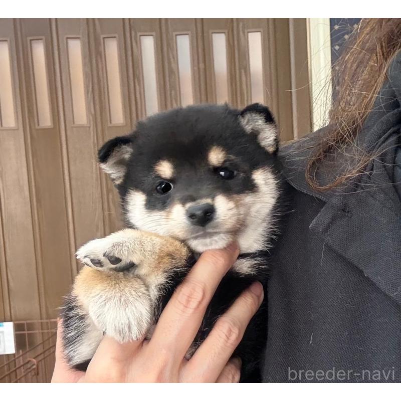 販売中の神奈川県の豆柴-427997の2枚目