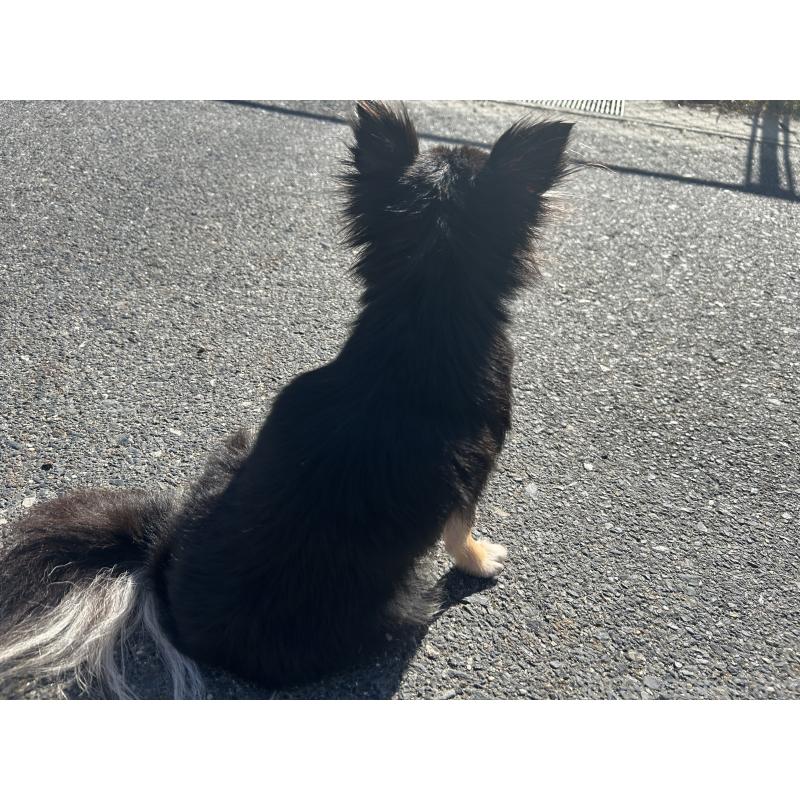 販売中の京都府のチワワ(ロングコート)-427995の7枚目