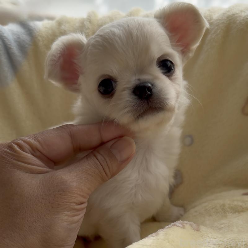 販売中の福岡県のチワワ(ロングコート)-427998の5枚目