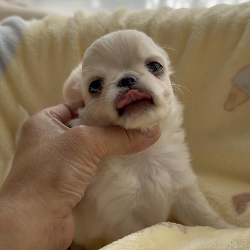 販売中の福岡県のチワワ(ロングコート)-427998の4枚目