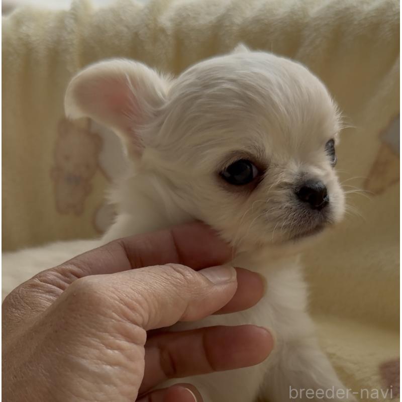 販売中の福岡県のチワワ(ロングコート)-427998の3枚目