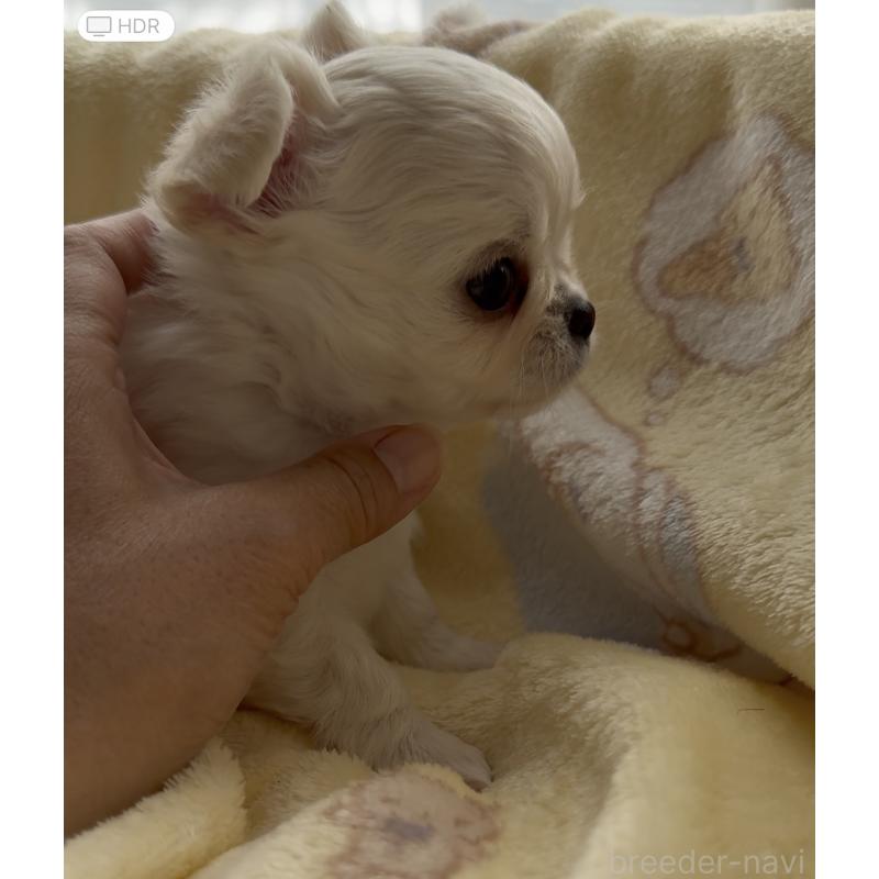 販売中の福岡県のチワワ(ロングコート)-427998の2枚目