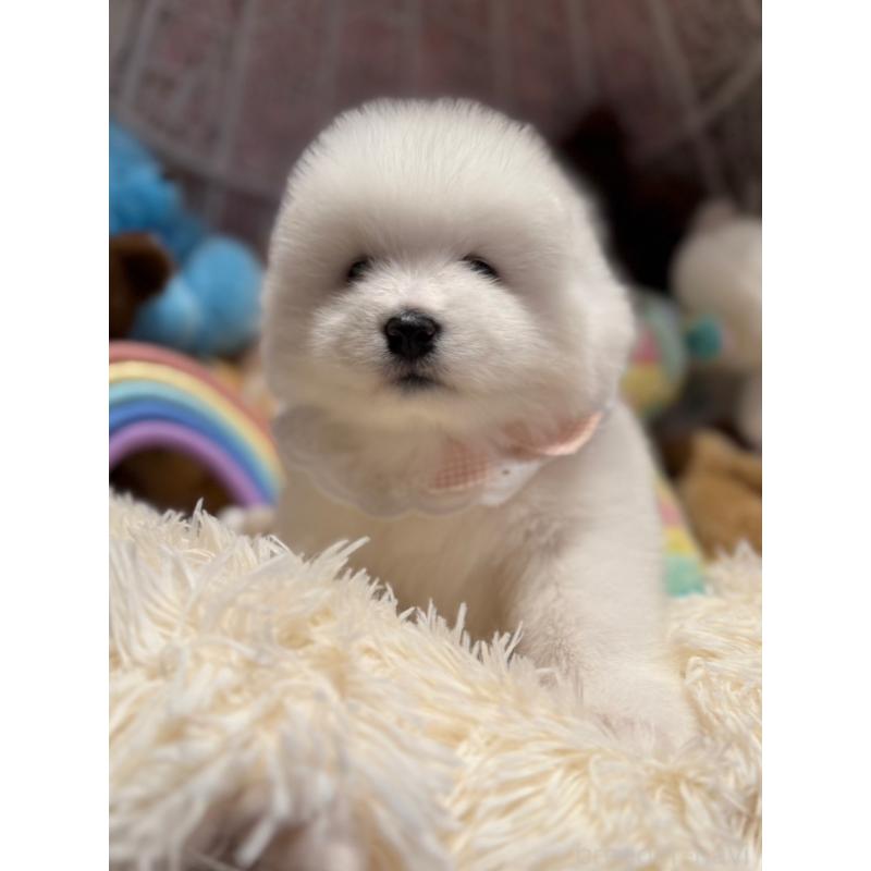 販売中の山形県のサモエド-421299の2枚目