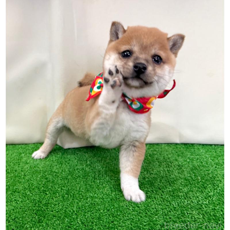 販売中の神奈川県の豆柴-428003