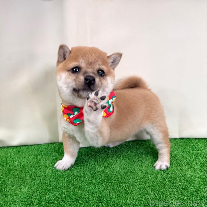 販売中の神奈川県の豆柴-428003の4枚目