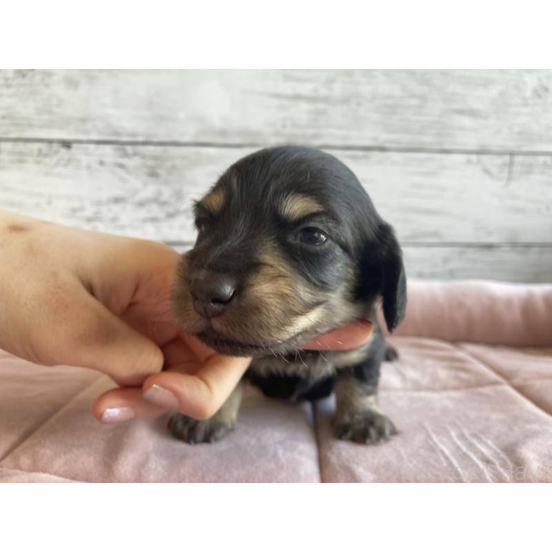 販売中の北海道のミニチュアダックスフンド(ロングヘアード)-427999の6枚目