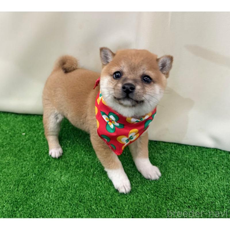 販売中の神奈川県の豆柴-428003の3枚目