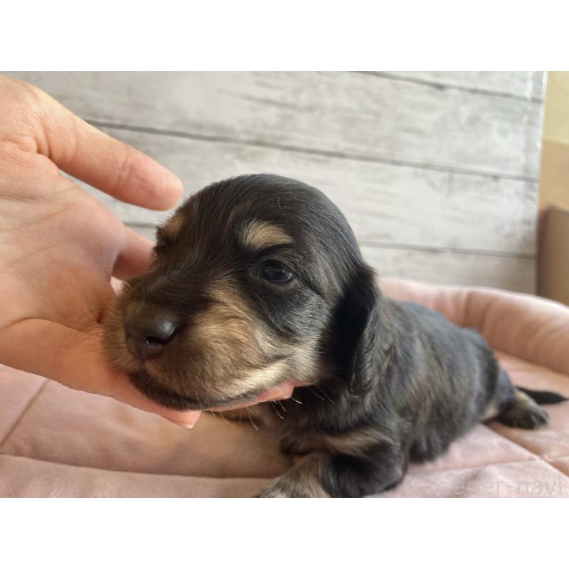 販売中の北海道のミニチュアダックスフンド(ロングヘアード)-427999の4枚目