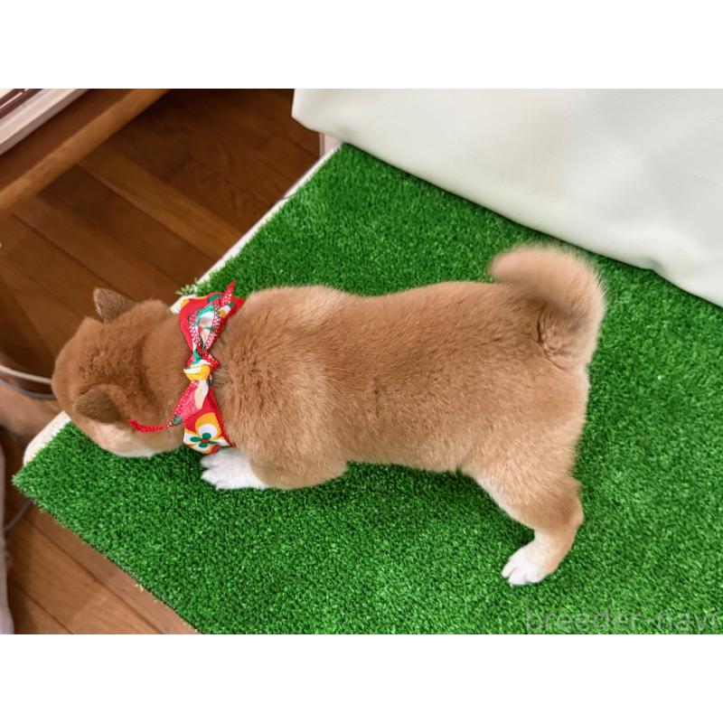 販売中の神奈川県の豆柴-428003の2枚目