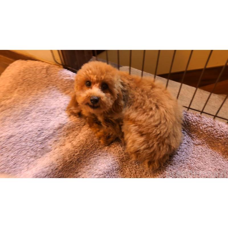 販売中の東京都のトイプードル-427984の2枚目