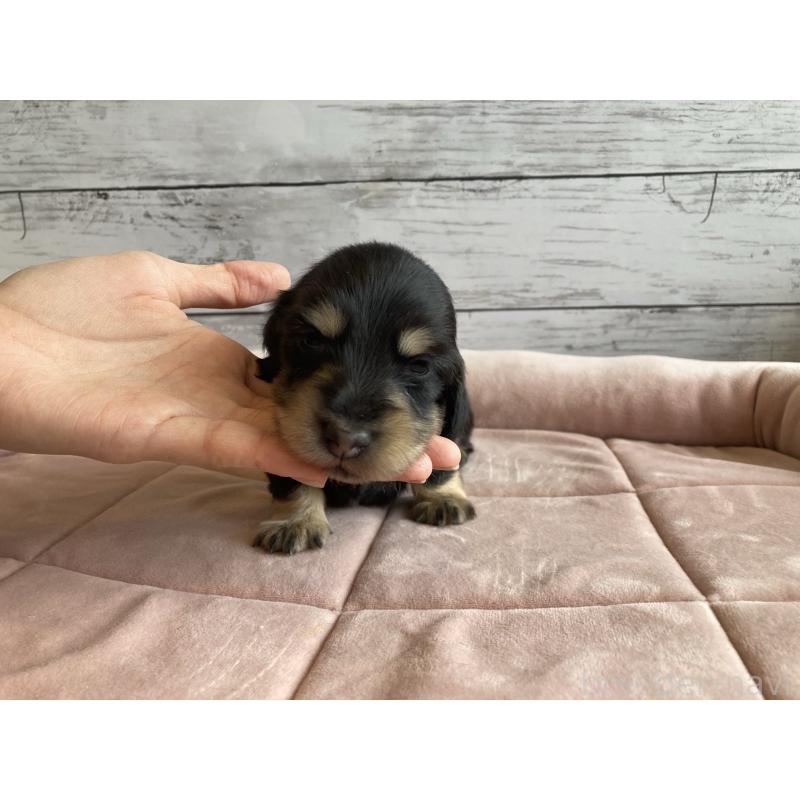 販売中の北海道のミニチュアダックスフンド(ロングヘアード)-428000の6枚目