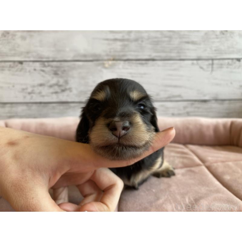 販売中の北海道のミニチュアダックスフンド(ロングヘアード)-428000の4枚目