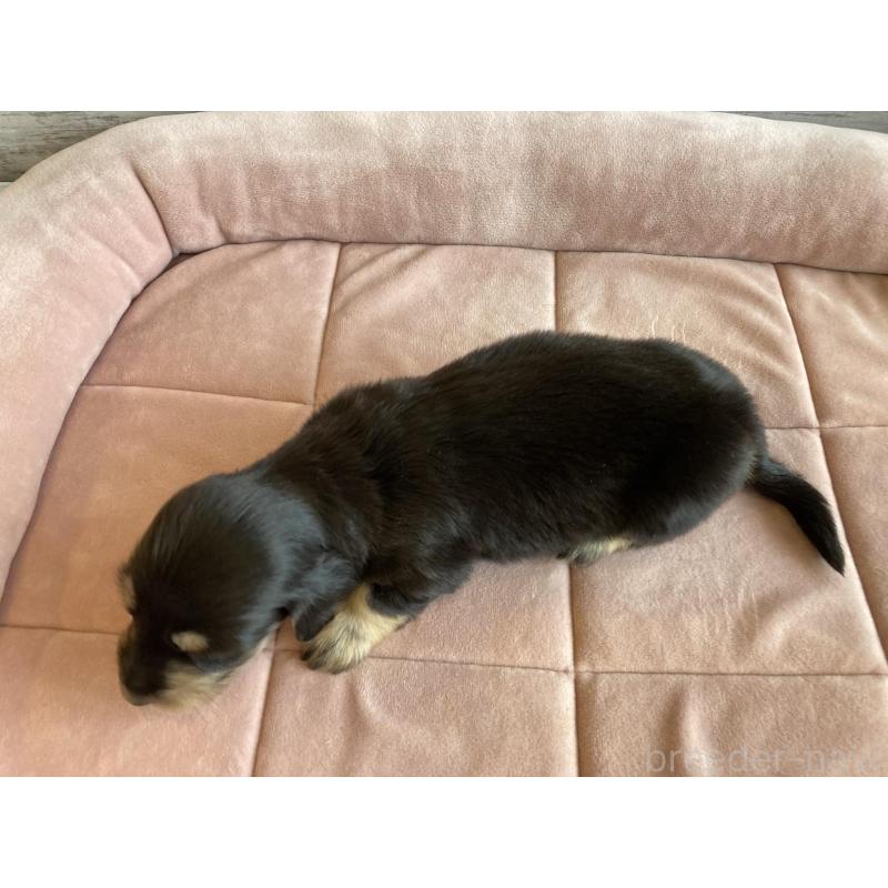 販売中の北海道のミニチュアダックスフンド(ロングヘアード)-428000の2枚目