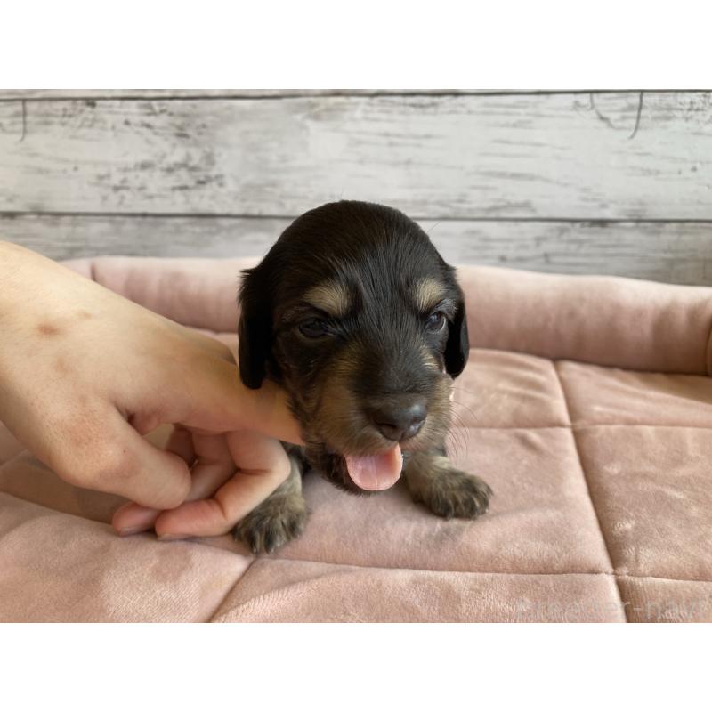 販売中の北海道のミニチュアダックスフンド(ロングヘアード)-428001の6枚目