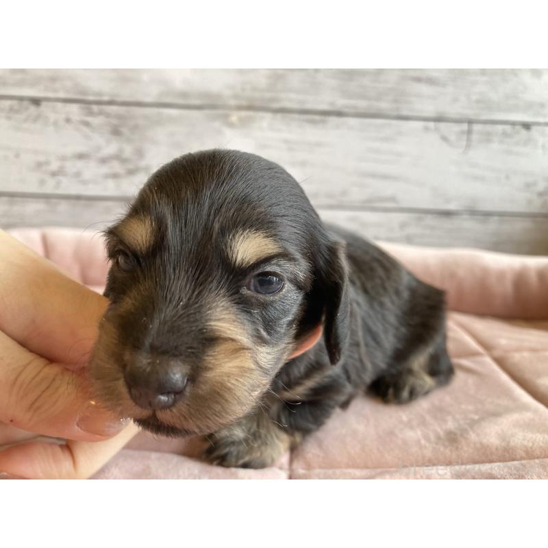 販売中の北海道のミニチュアダックスフンド(ロングヘアード)-428001の5枚目