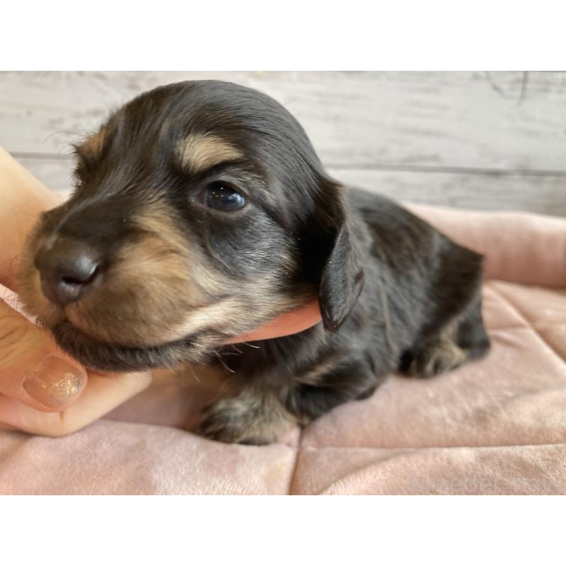 販売中の北海道のミニチュアダックスフンド(ロングヘアード)-428001の4枚目