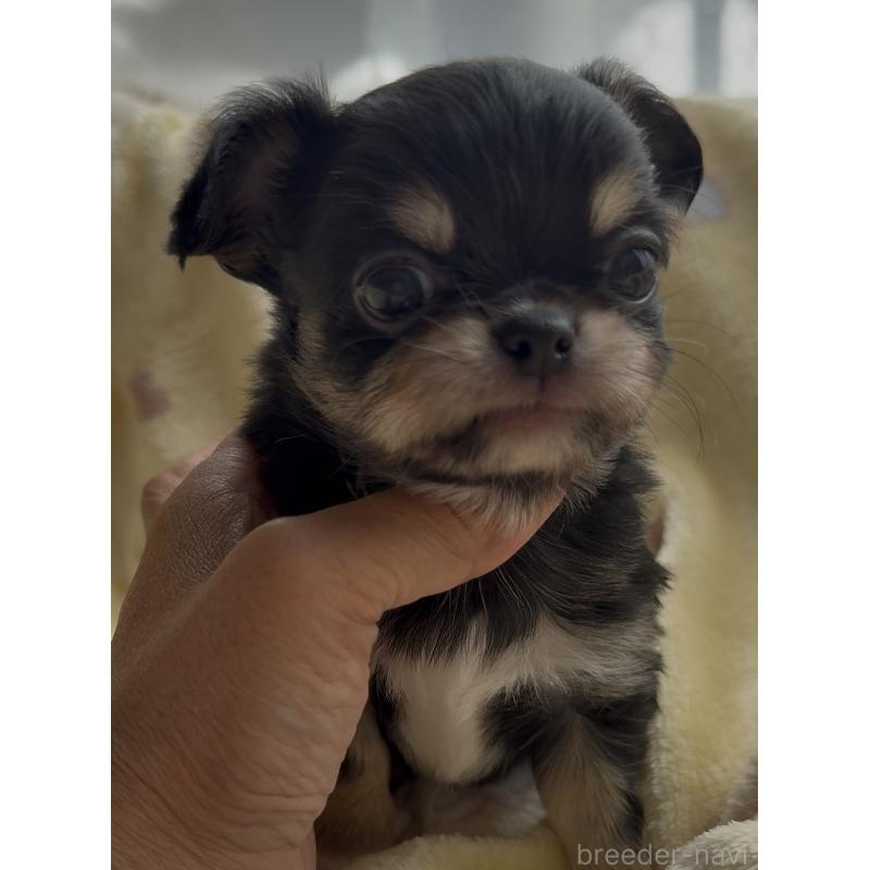 販売中の福岡県のチワワ(ロングコート)-428002の6枚目