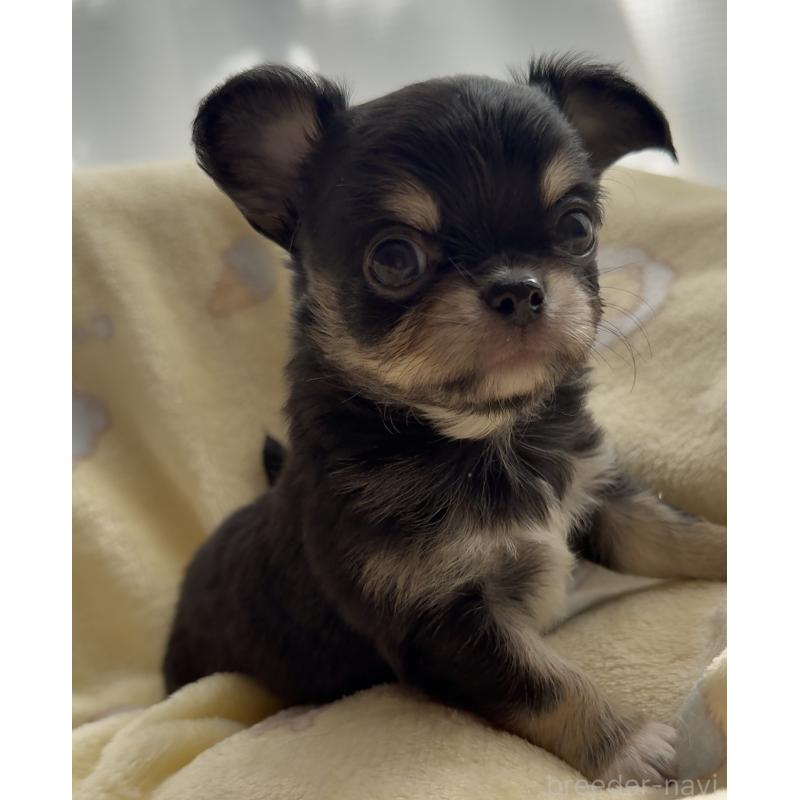 販売中の福岡県のチワワ(ロングコート)-428002の5枚目