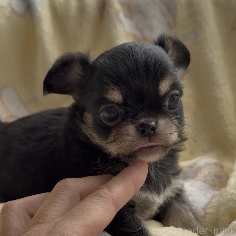 販売中の福岡県のチワワ(ロングコート)-428002の4枚目