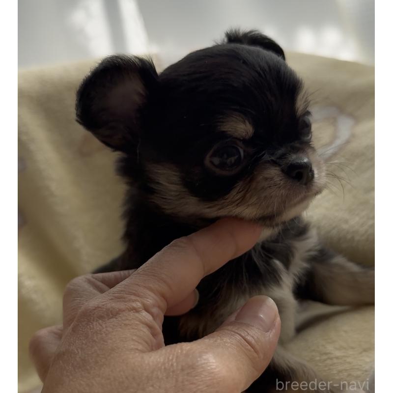 販売中の福岡県のチワワ(ロングコート)-428002の3枚目