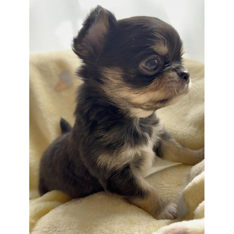 販売中の福岡県のチワワ(ロングコート)-428002の2枚目