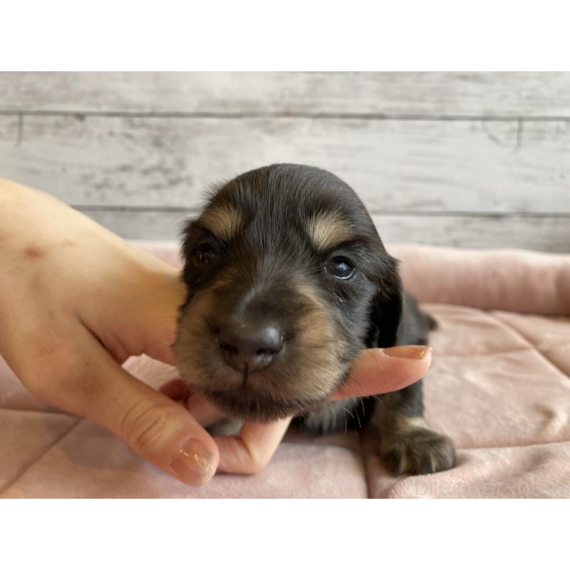 販売中の北海道のミニチュアダックスフンド(ロングヘアード)-428004の6枚目