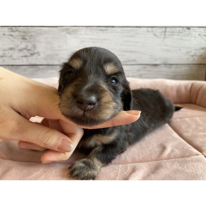 販売中の北海道のミニチュアダックスフンド(ロングヘアード)-428004の4枚目