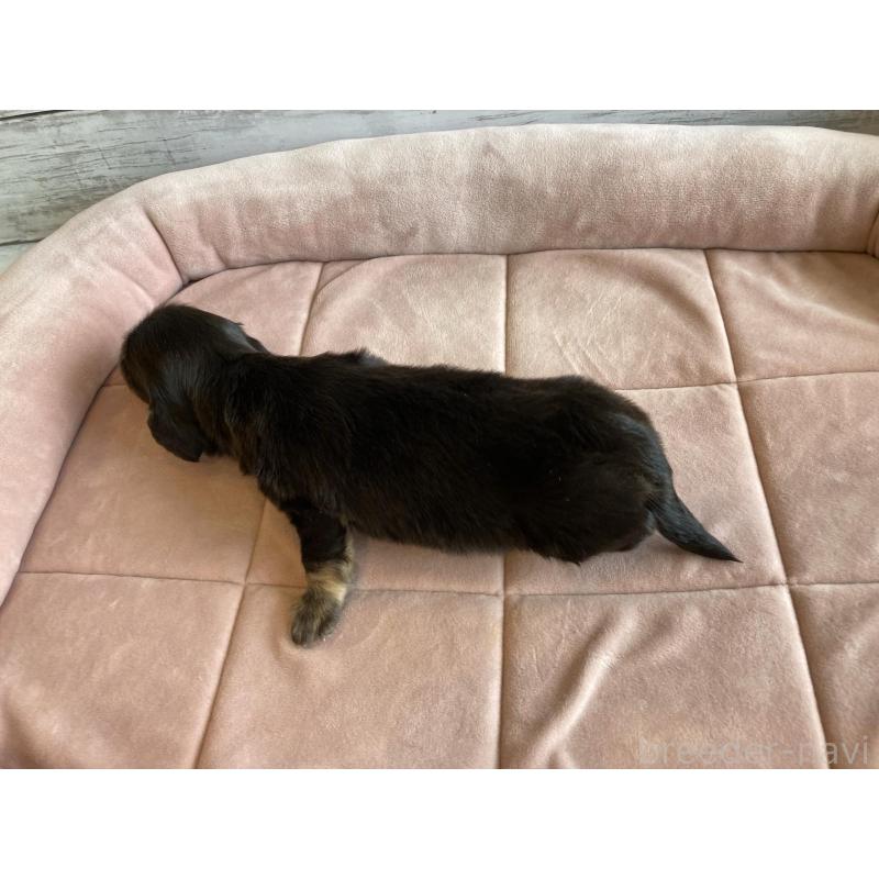 販売中の北海道のミニチュアダックスフンド(ロングヘアード)-428004の2枚目