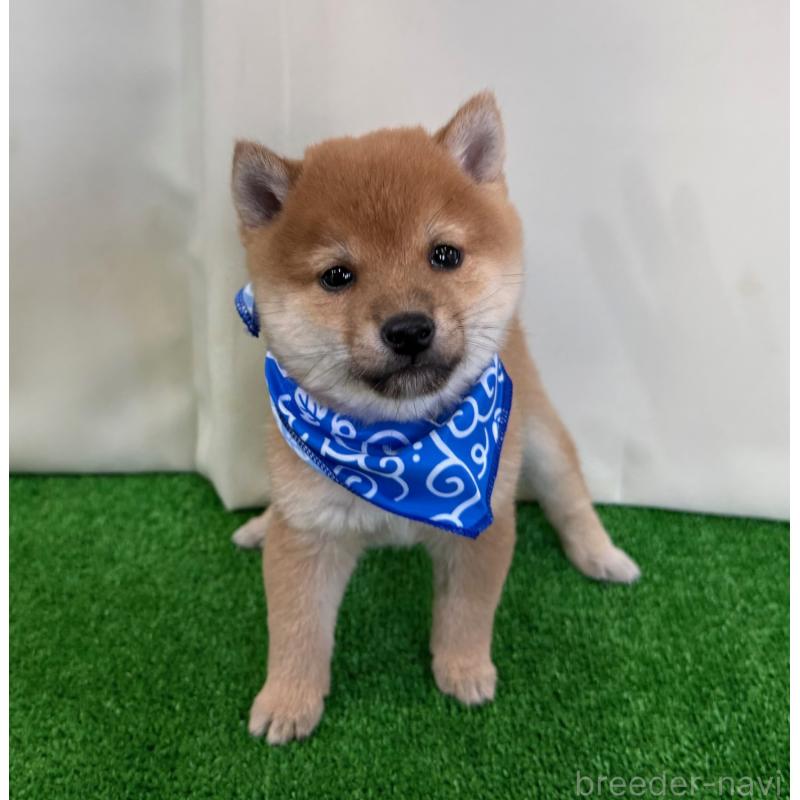 販売中の神奈川県の豆柴-428005の4枚目