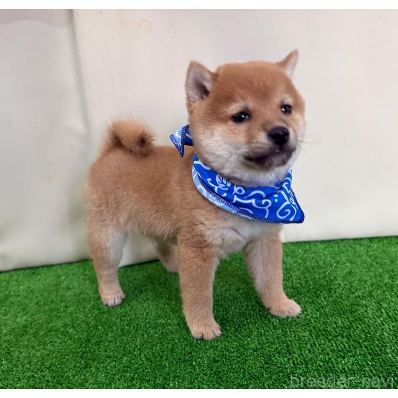 販売中の神奈川県の豆柴-428005の3枚目