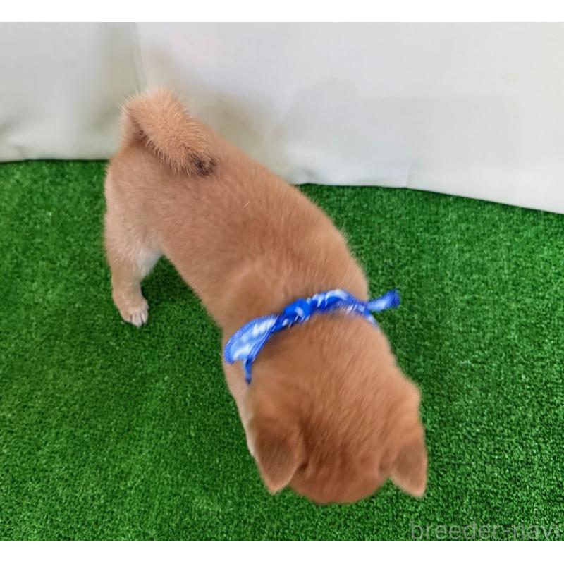 販売中の神奈川県の豆柴-428005の2枚目