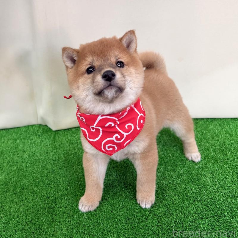 販売中の神奈川県の豆柴-428006