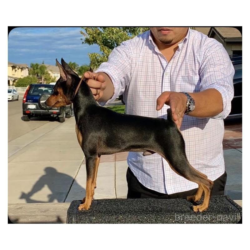 ののミニチュアピンシャー(ミニピン)-