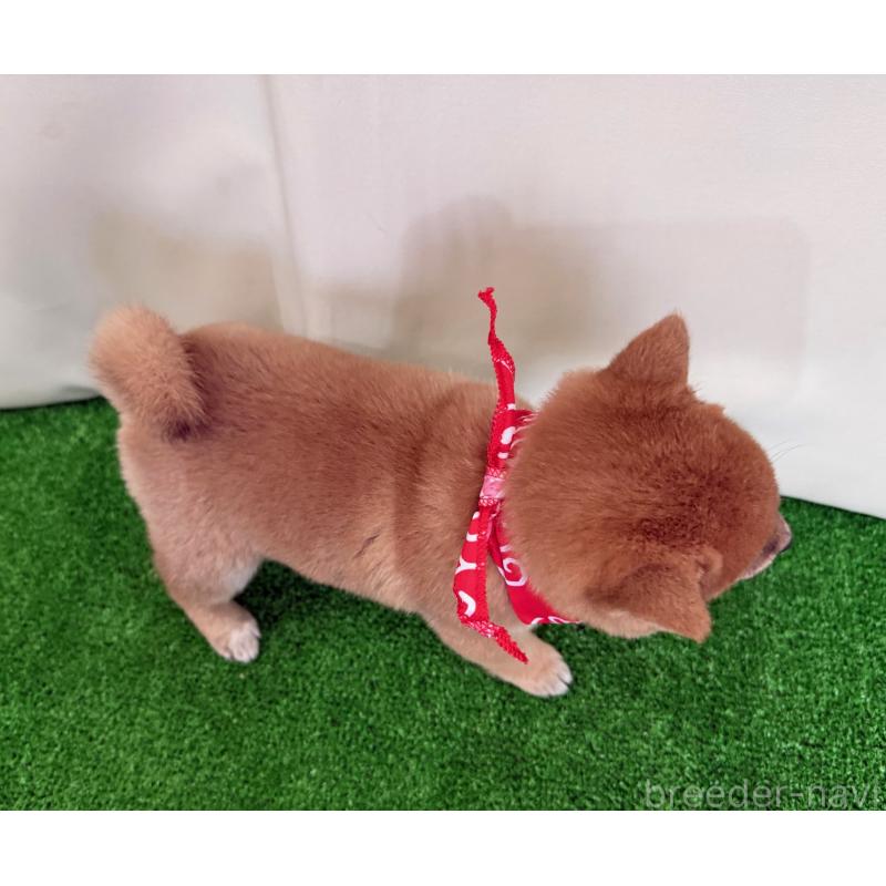 販売中の神奈川県の豆柴-428006の2枚目