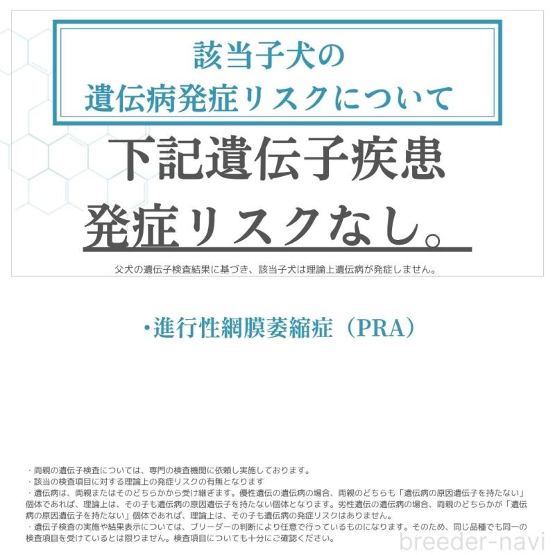 成約済の群馬県のミニチュアダックスフンド(ロングヘアード)-421107の3枚目