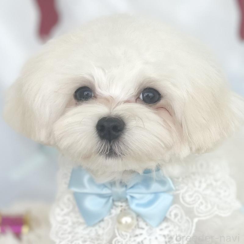 販売中の愛知県のマルチーズ-412047の1枚目