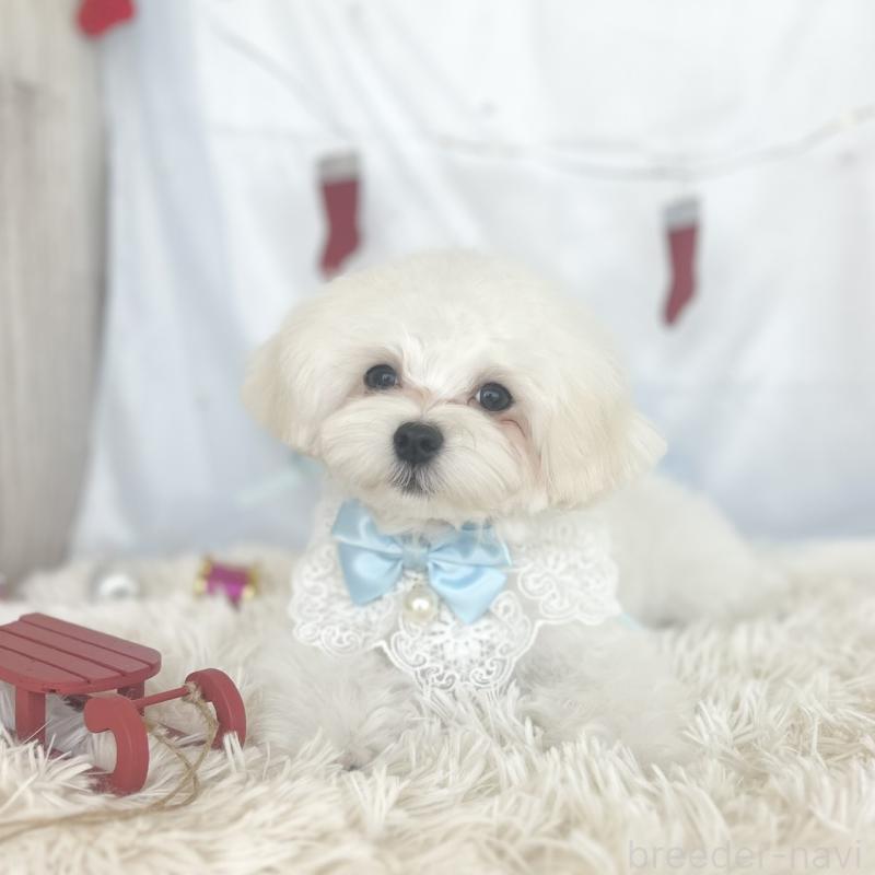 販売中の愛知県のマルチーズ-412047の4枚目