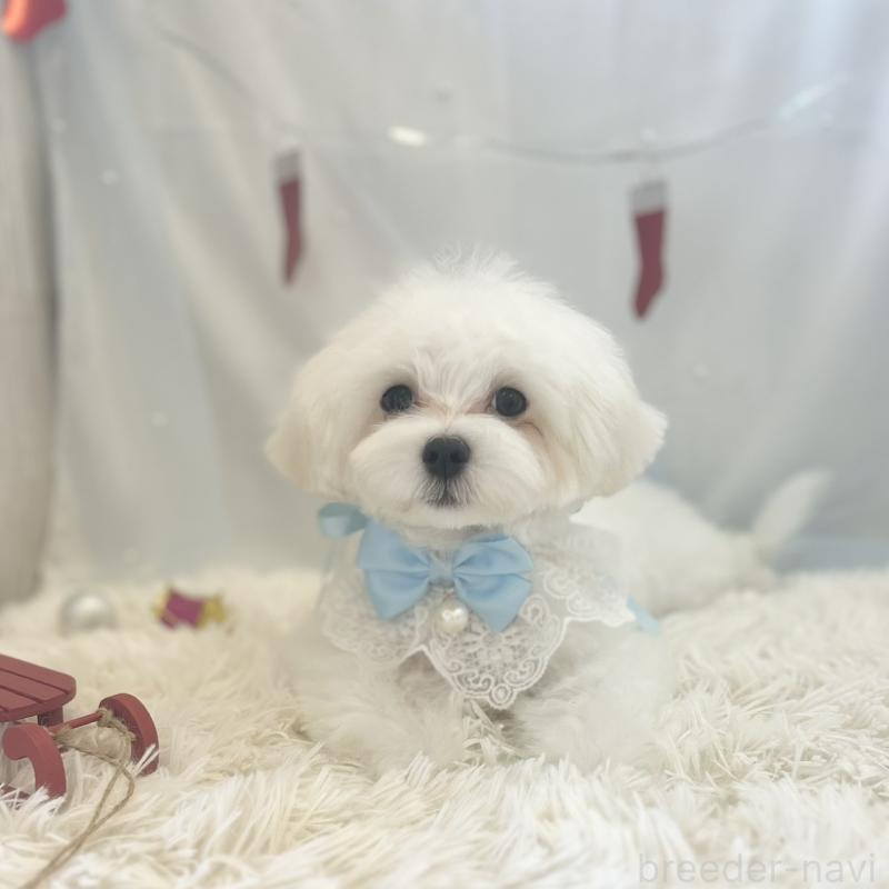 販売中の愛知県のマルチーズ-412047の3枚目