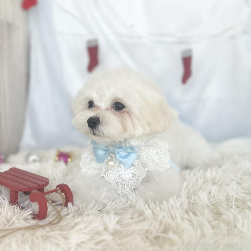 販売中の愛知県のマルチーズ-412047の2枚目