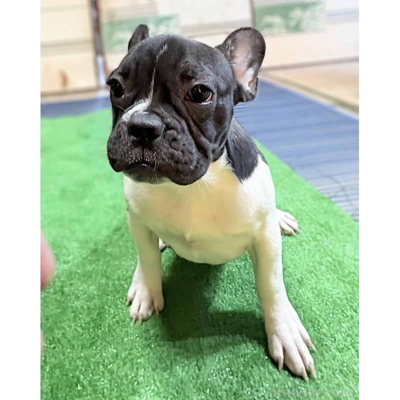 成約済の愛媛県のフレンチブルドッグ-407078の8枚目