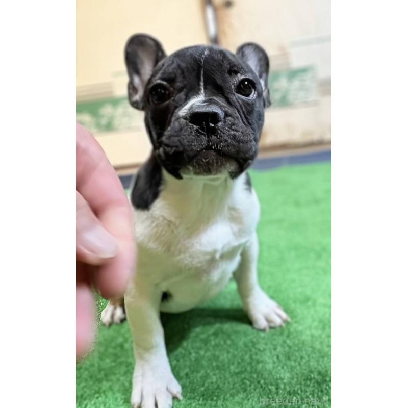 成約済の愛媛県のフレンチブルドッグ-407078の7枚目