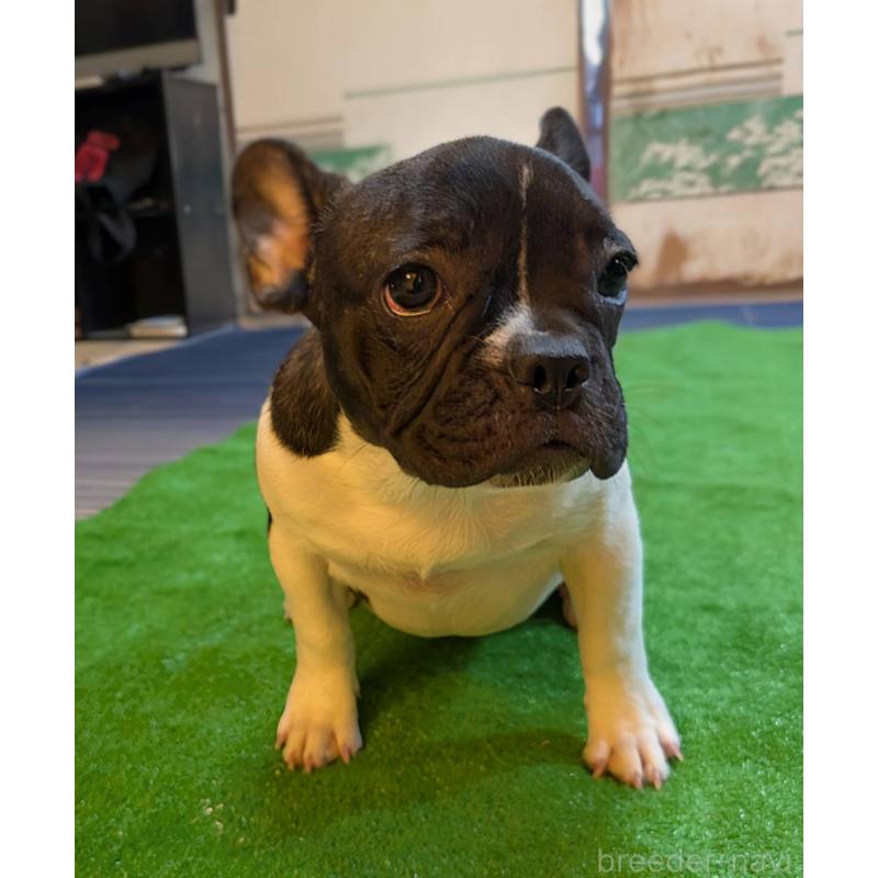 成約済の愛媛県のフレンチブルドッグ-407078の6枚目