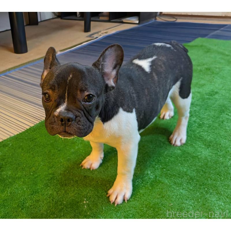 成約済の愛媛県のフレンチブルドッグ-407078の5枚目