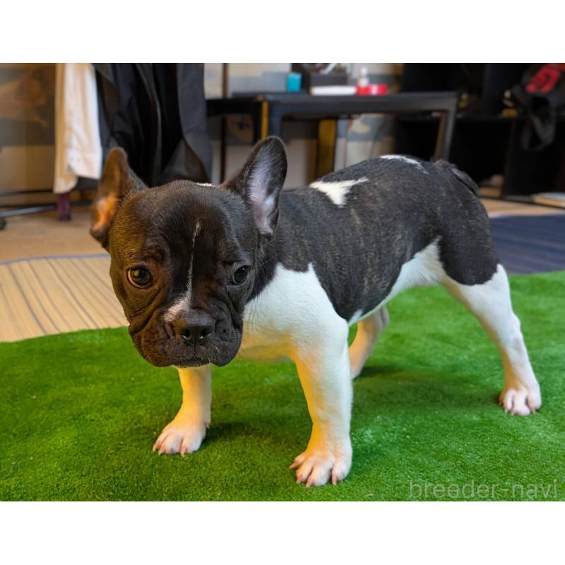 成約済の愛媛県のフレンチブルドッグ-407078の4枚目