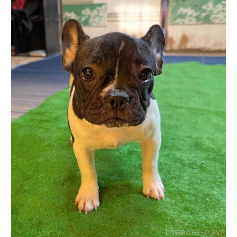 成約済の愛媛県のフレンチブルドッグ-407078の2枚目